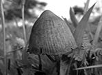 cap 5