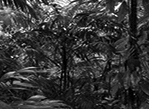 cap 12