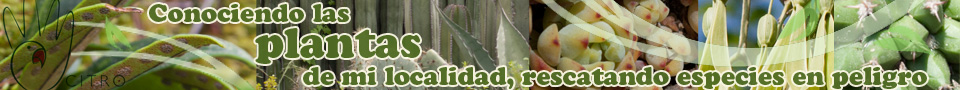 Conociento las plantas